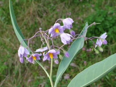 Solanum malacoxylon (duraznillo blanco)